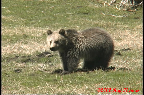Obsidian's cubs Spring 2001